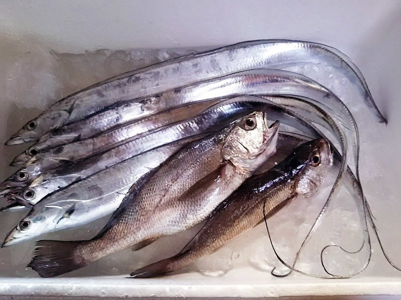 6月25日 今日のスーさん家は 魚の貰い物でいっぱい スー Note 6月25日 今日のスーさん家は 魚の貰い物でいっぱい スー Note