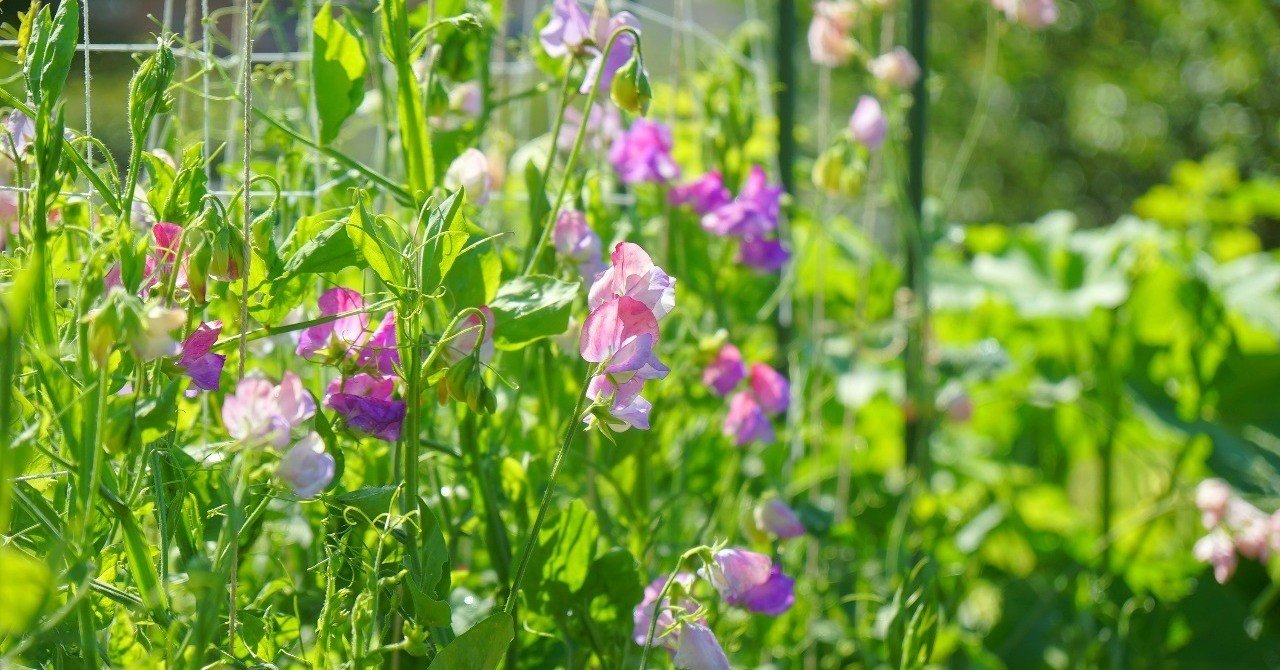 スイートピーの開花と反省点 ゆかこ Note スイートピーの開花と反省点 ゆかこ Note