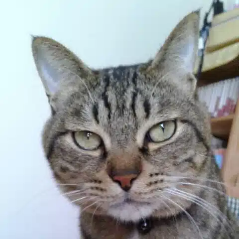 自分メモ