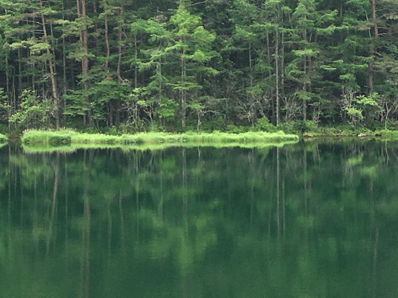 美しい森と水面の写真