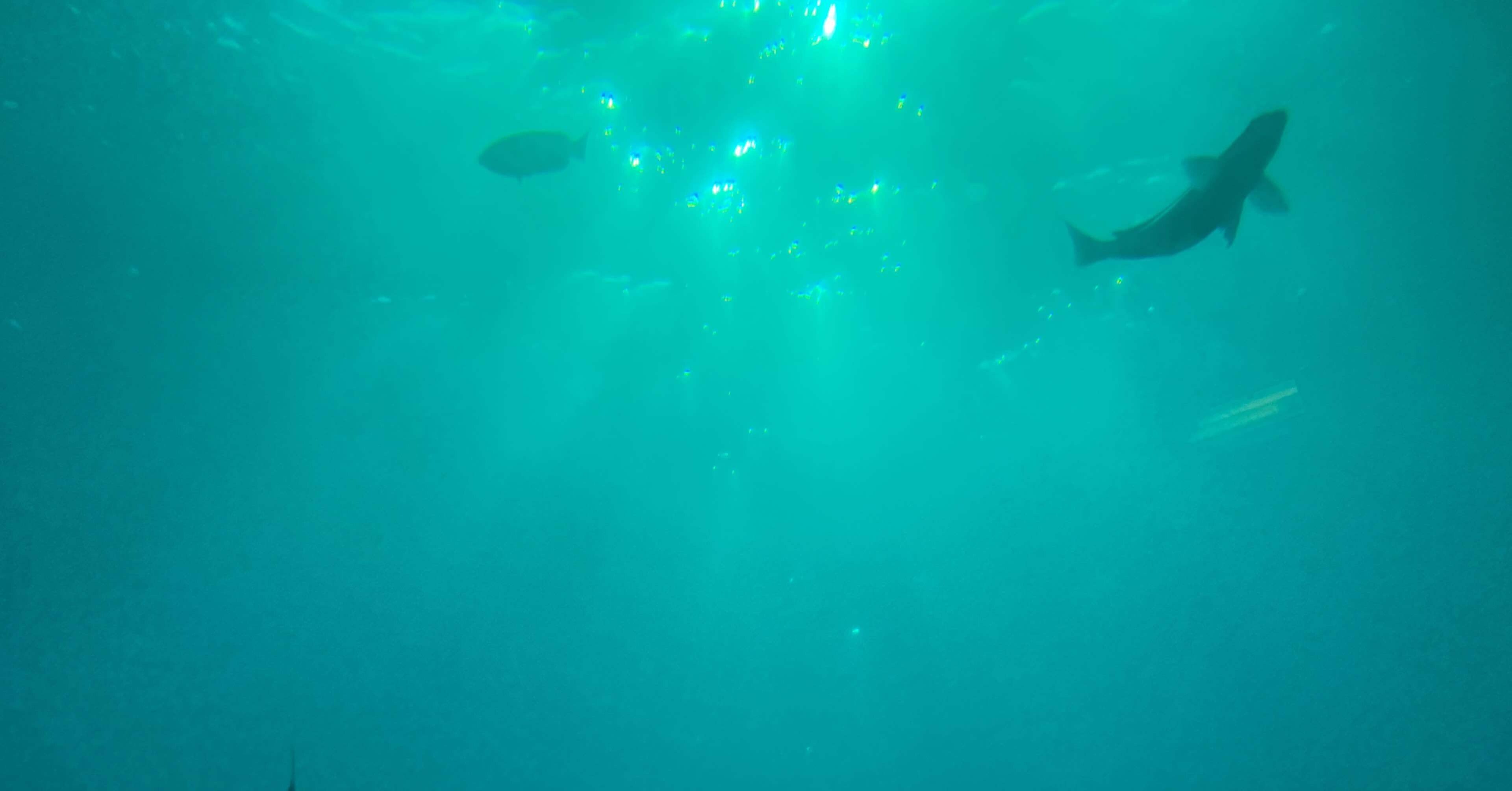 海中8m。まるで海の中。～勝浦海中望遠塔には何があるのか魅力を探って