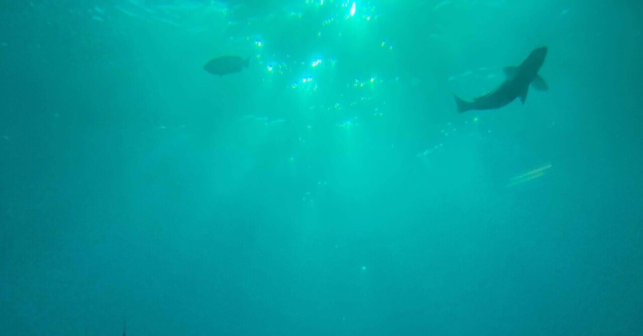 海中8m。まるで海の中。～勝浦海中望遠塔には何があるのか魅力を探って