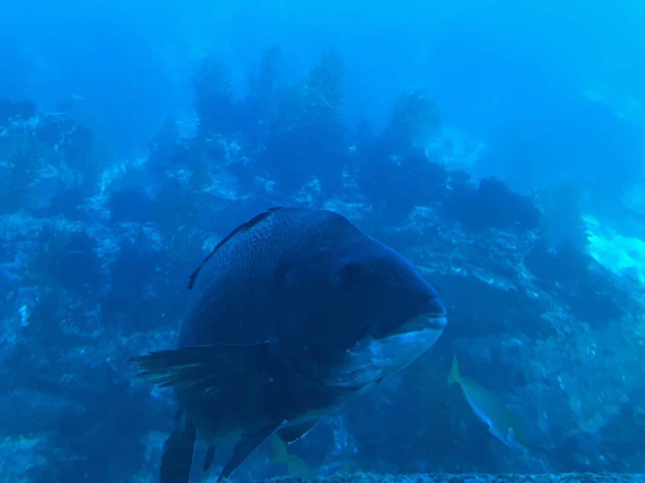 海中8m。まるで海の中。～勝浦海中望遠塔には何があるのか魅力を探って