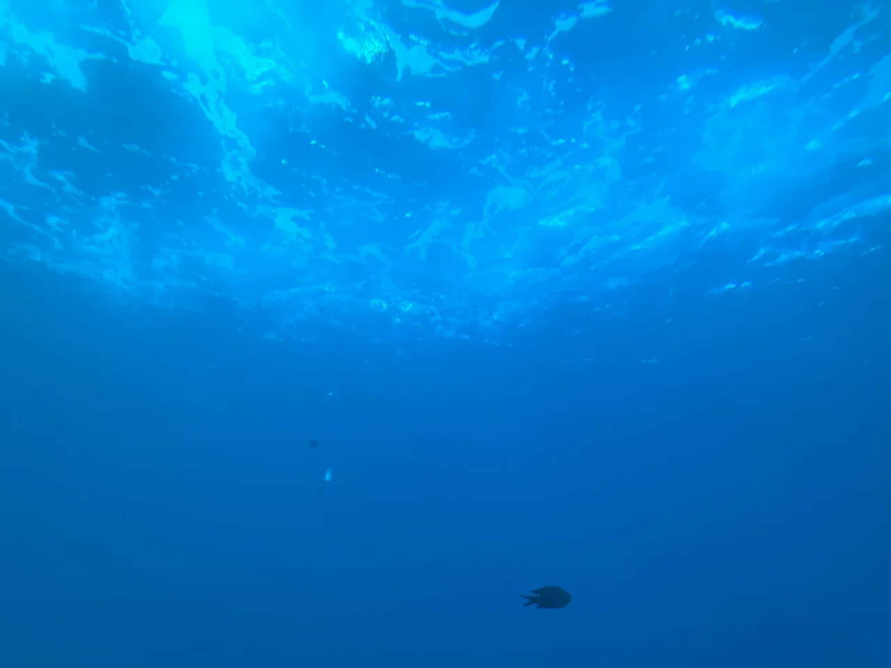 海中8m。まるで海の中。～勝浦海中望遠塔には何があるのか魅力を探って