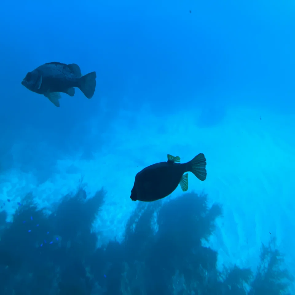 海中8m。まるで海の中。～勝浦海中望遠塔には何があるのか魅力を探って