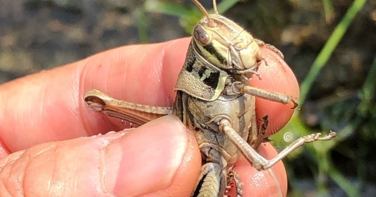 生き物を殺す経験について思うこと ぢーこ Note