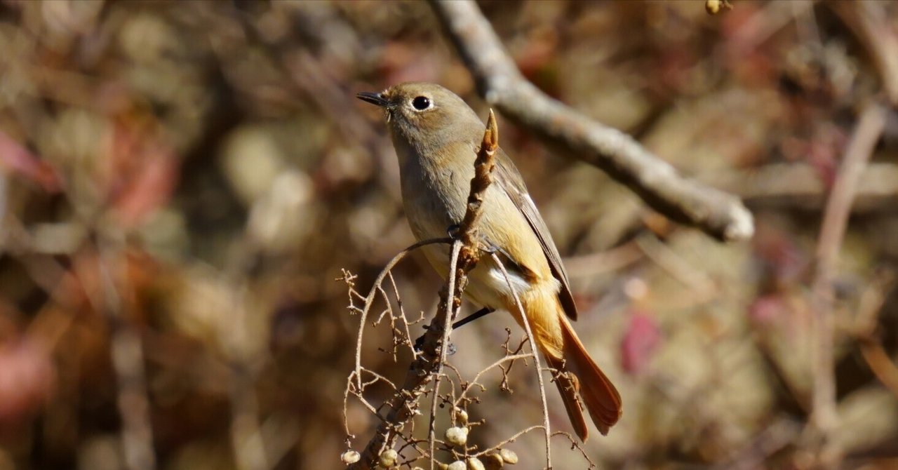 ジョウビタキと木の実|Miya