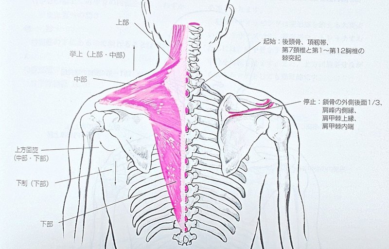 僧帽筋 基礎 起始 停止 機能 Chicken Heart Tv Note 僧帽筋 基礎 起始 停止 機能 Chicken Heart Tv Note