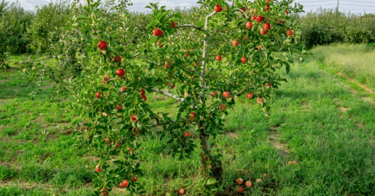 🍎りんごの木