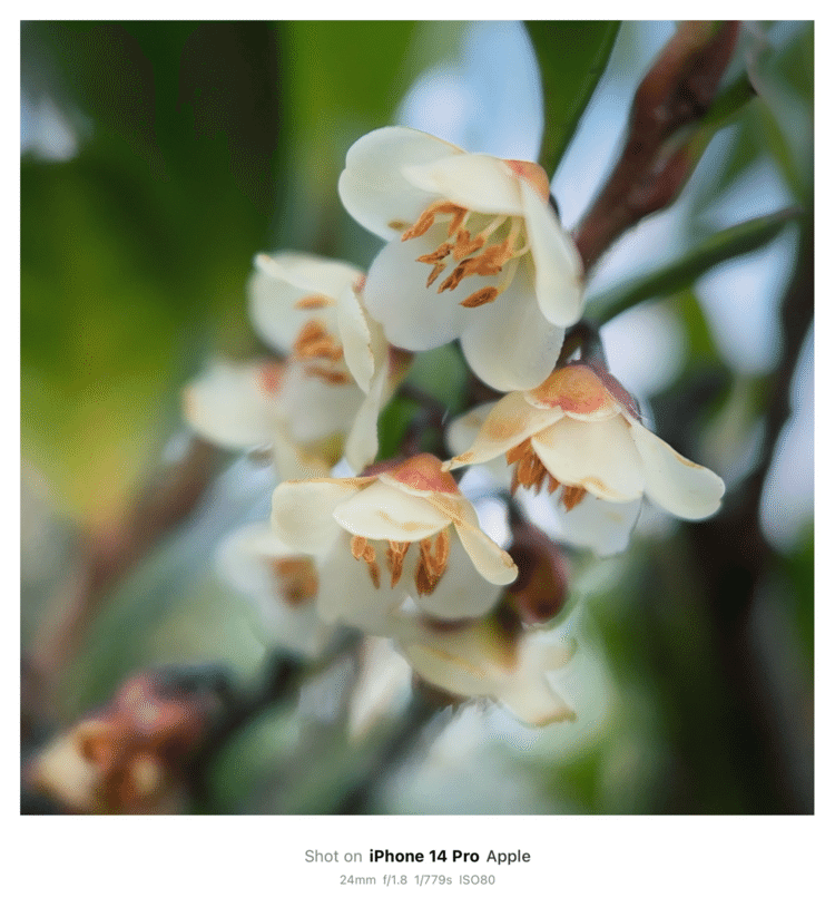 #そのへんの3cm vol.2344 iPhoneでマクロ連載#ヒサカキ の仲間？蝋質っぽい花が可愛らしい。