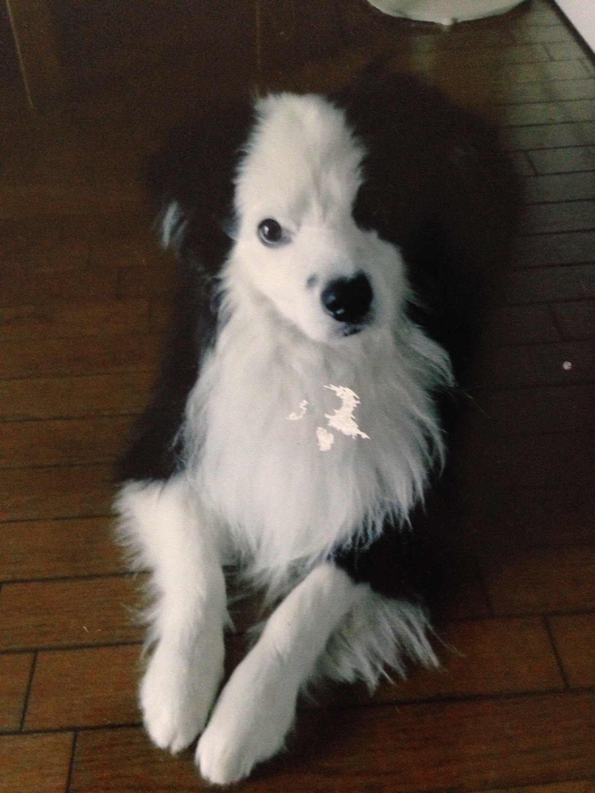 彼の前に犬はなく 彼の後に犬はない 岡本才市 オカモト サイチ Note 彼の前に犬はなく 彼の後に犬はない 岡本才市 オカモト サイチ Note