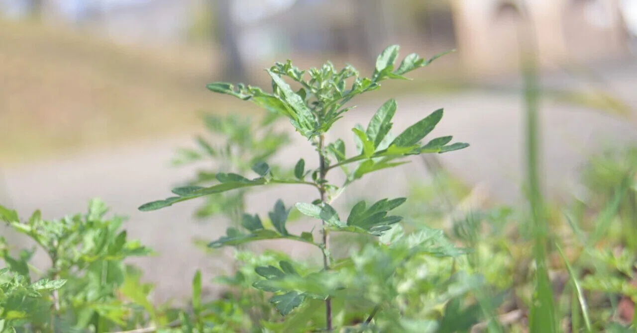 道草植物図鑑No.21「ヨモギ」|ふみ