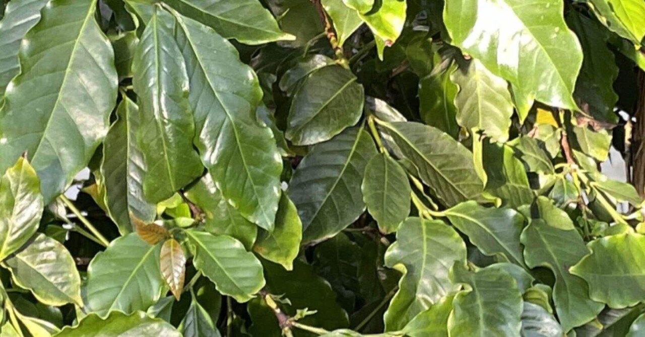 特大 コーヒーの木 アラビカ種 ✨艶々葉っぱ癒し