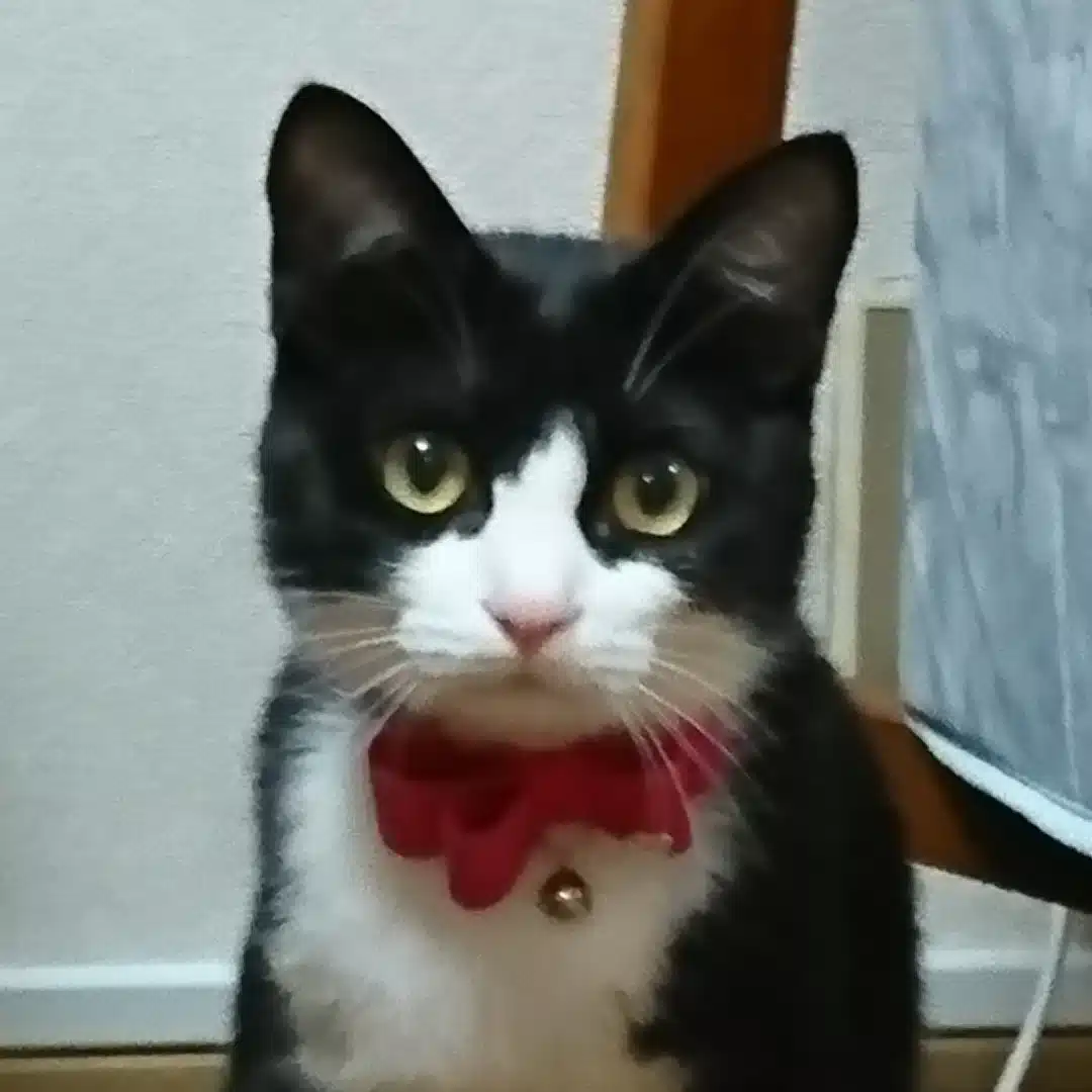 泥棒猫／ing ing ing