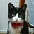 泥棒猫／ing ing ing