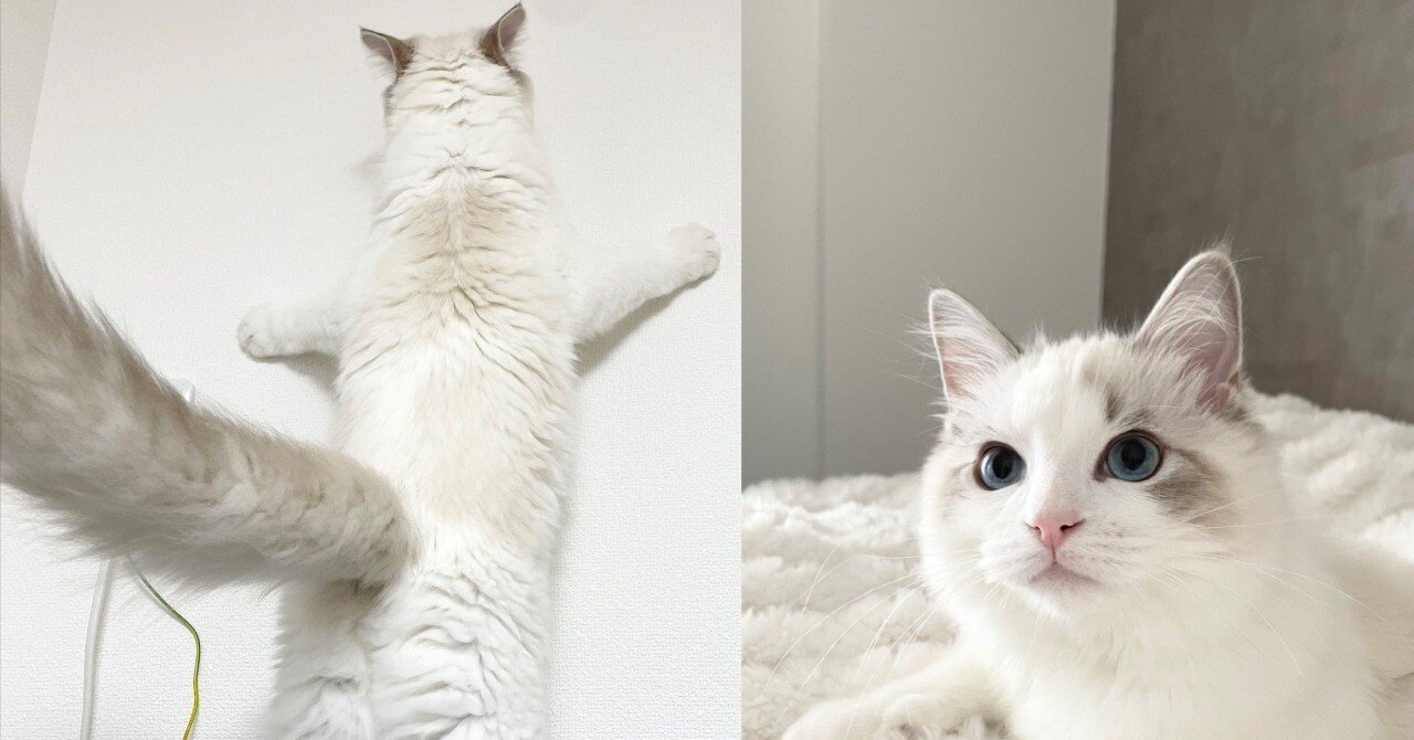 逃げ場がない猫の後ろ姿が完全にフレンドパーク！電子レンジに登って怒