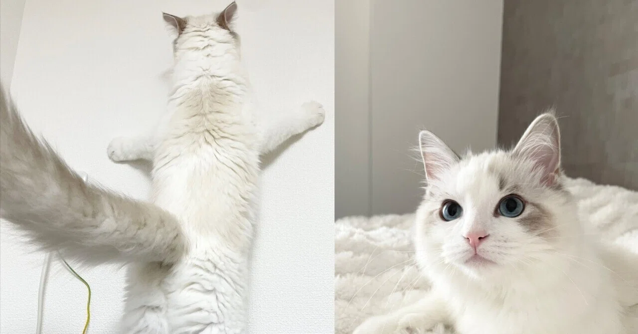 逃げ場がない猫の後ろ姿が完全にフレンドパーク！電子レンジに登って怒