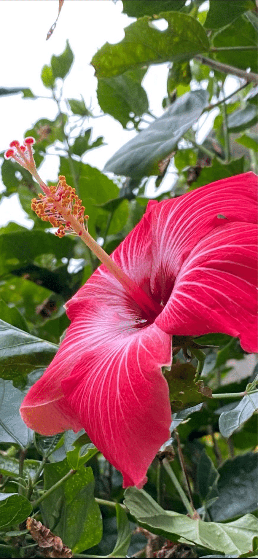 HIBISCUS - PAINTED LADY｜EGGSEED