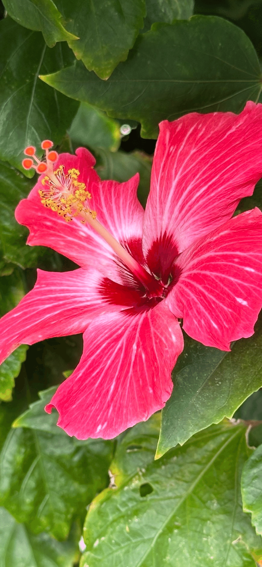 HIBISCUS - PAINTED LADY｜EGGSEED