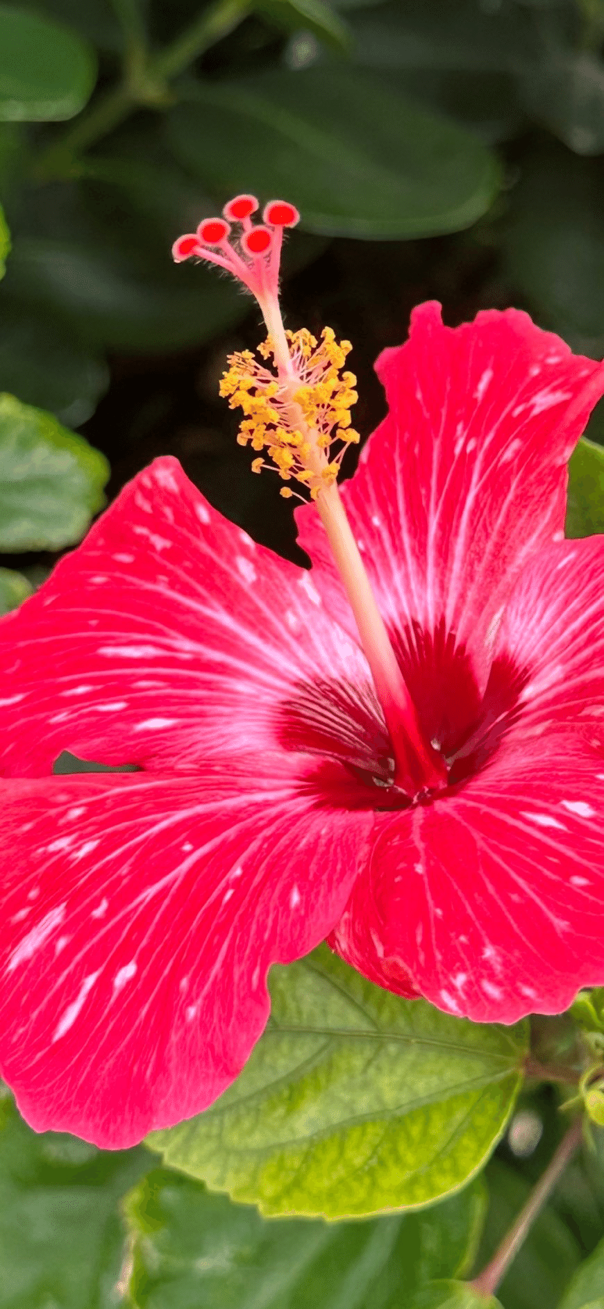 HIBISCUS - PAINTED LADY｜EGGSEED