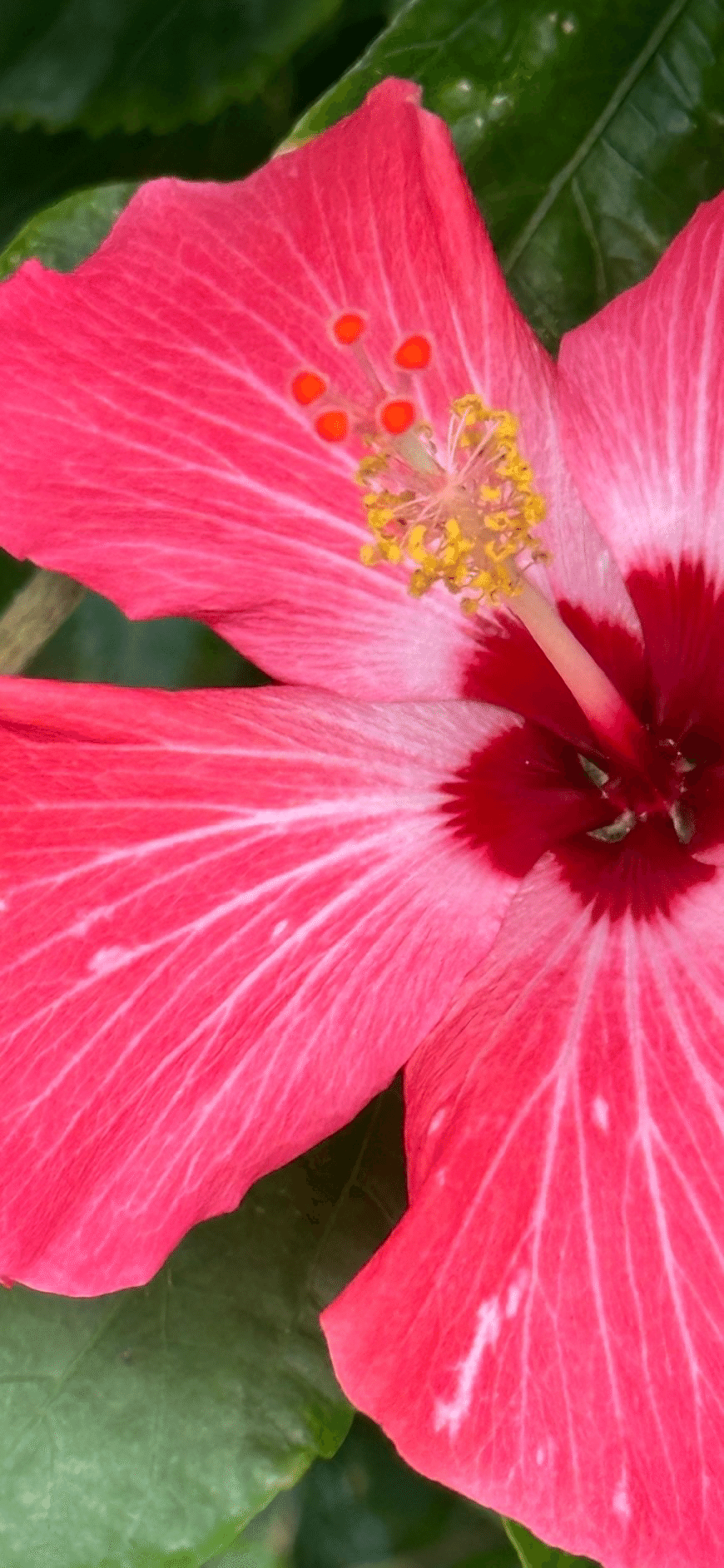 ハイビスカス 苗木 ペインテッドレディー A 太苗 複数つぼみ ぽんぽこ