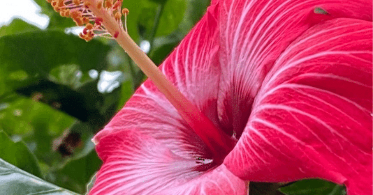 HIBISCUS - PAINTED LADY｜EGGSEED