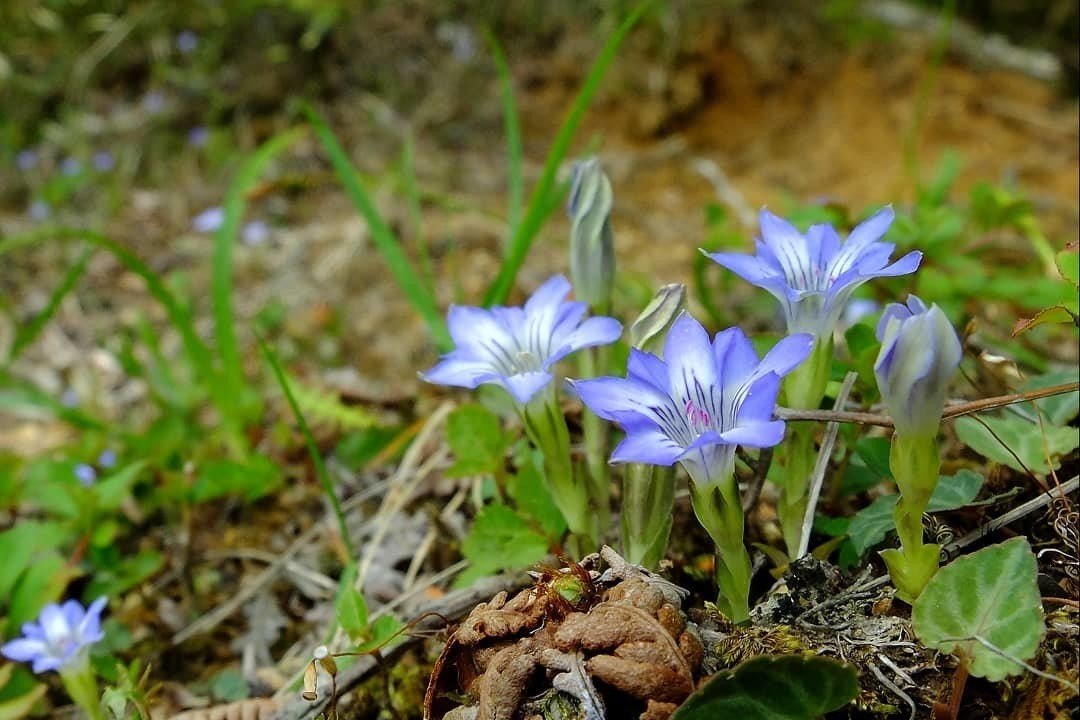 光浴びて咲くハルリンドウ｜hhaannaaiihh
