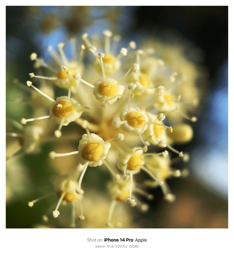 #そのへんの3cm vol.2346 iPhoneでマクロ連載#ヤツデ の花冬の昆虫酒場 その3土手沿いの雑木林にヤツデの花が。特にアブさんたちに人気。#セリ目ウコギ科 