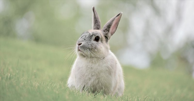 グローカルセンター三谷が書く1年の振り返り第2弾～2023年編～🐰➡🐲