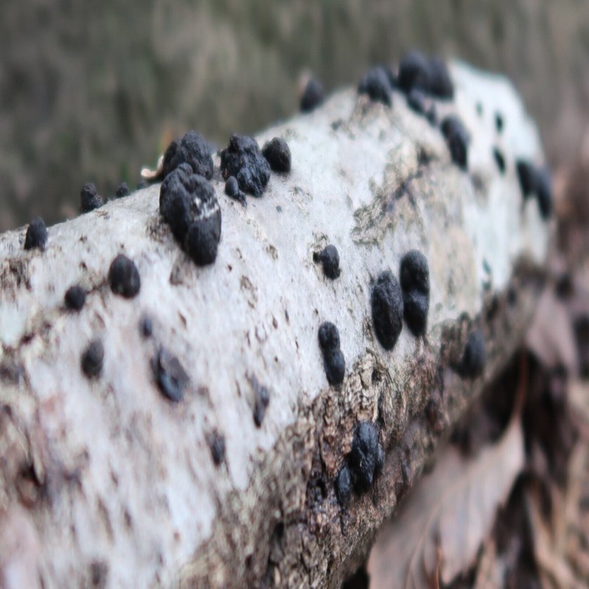 萌えきのこ図鑑 No.3 クロコブタケ｜LOLOpezろろぺす