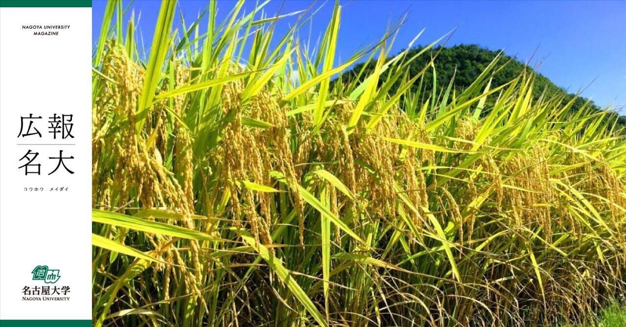 コシヒカリを超える食味で超多収！名大生まれのお米は、遺伝子で約束
