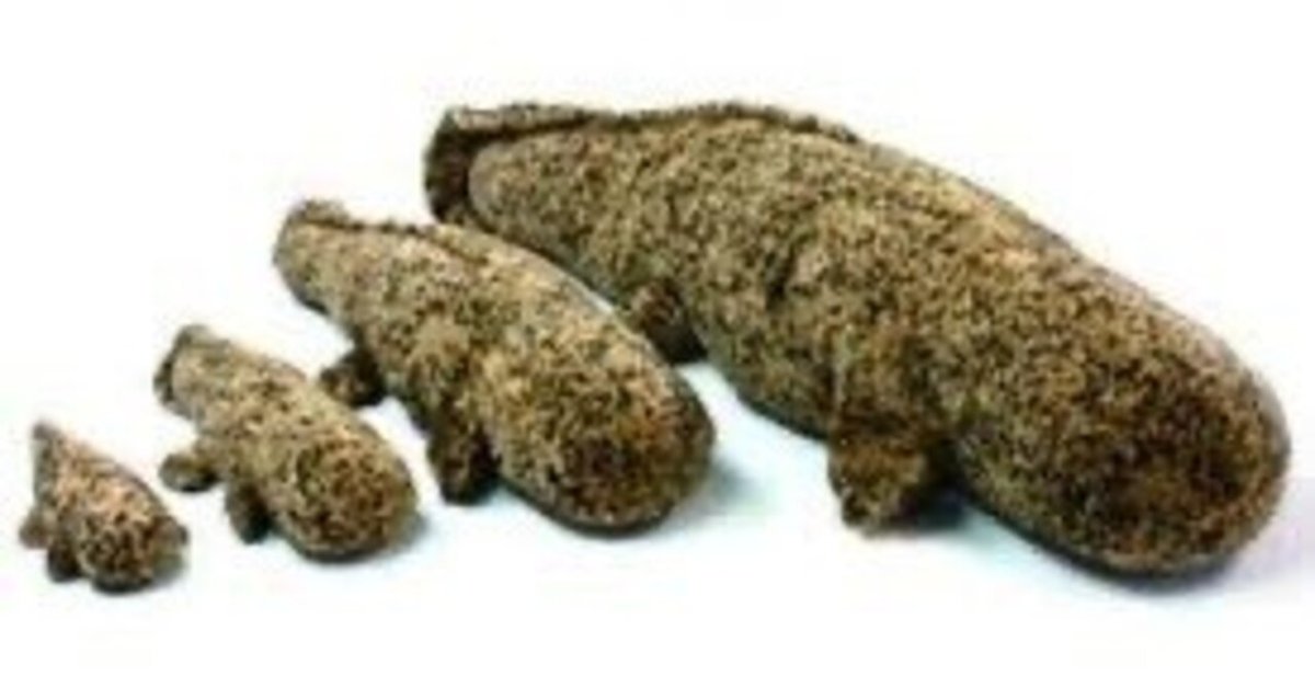 京都水族館 オオサンショウウオ ぬいぐるみ LLサイズ2体セット