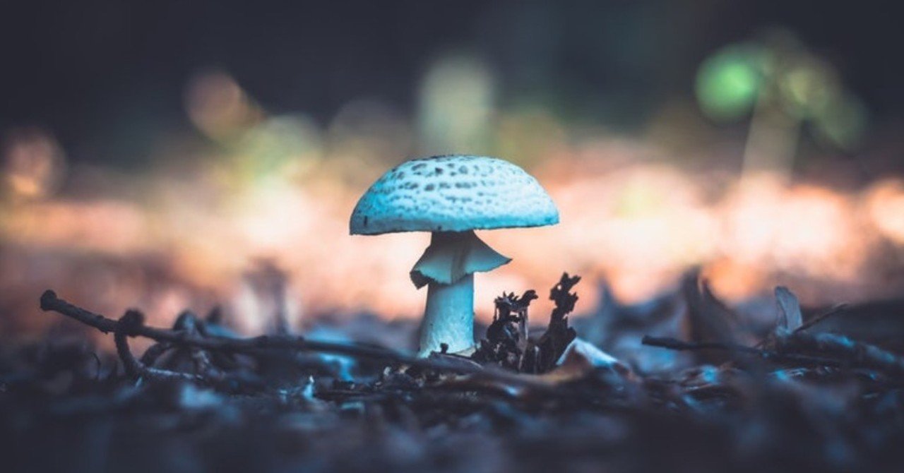 アマニータ ビスポゲリゲラ 石川龍之介 Note