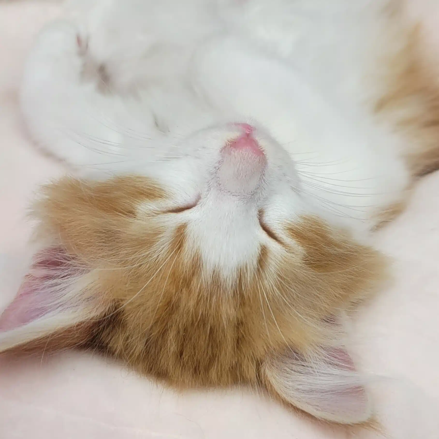にゃんこ