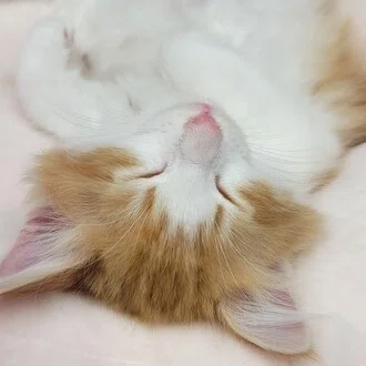 にゃんこ