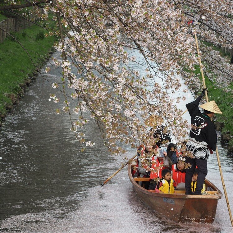 週末に行きたいお祭り
https://j-matsuri.com/koedokawagoeharumatsuri/
桜と共に春の到来を知らせる小江戸川越の春祭り。
#埼玉県
#川越市
#3月 
#4月
#5月
#まつりとりっぷ #日本の祭 #japanese_festival #祭 #祭り #まつり #祭礼 #festival #旅 #travel #Journey #trip #japan #ニッポン #日本 #祭り好き #お祭り男 #祭り好きな人と繋がりたい #日本文化 #伝統文化