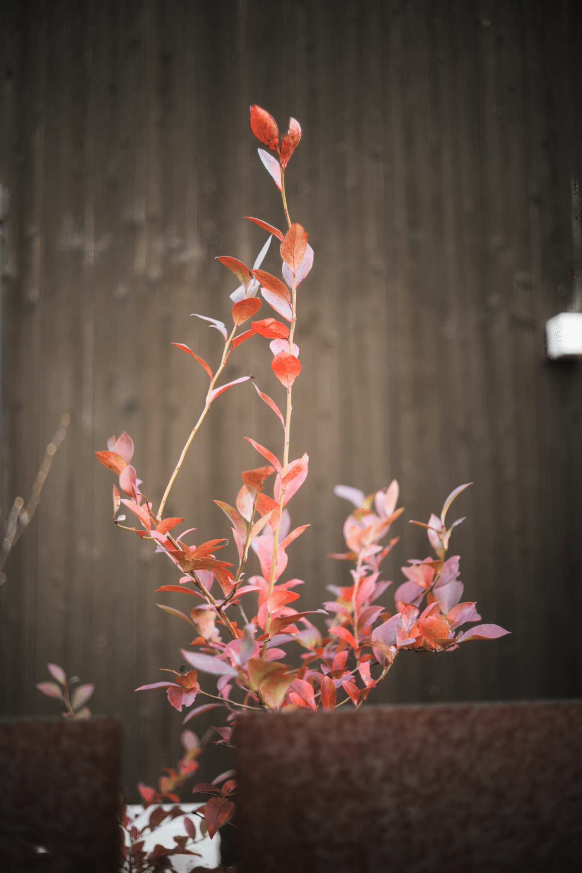 M-ROKKOR 40mm F2 + Zf｜sgk