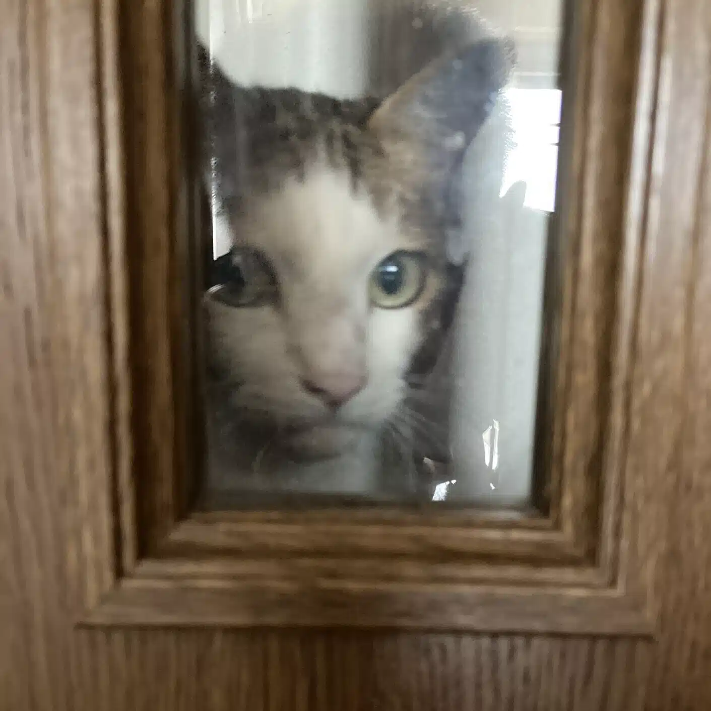 猫間英介
