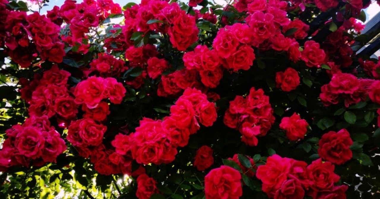 薔薇