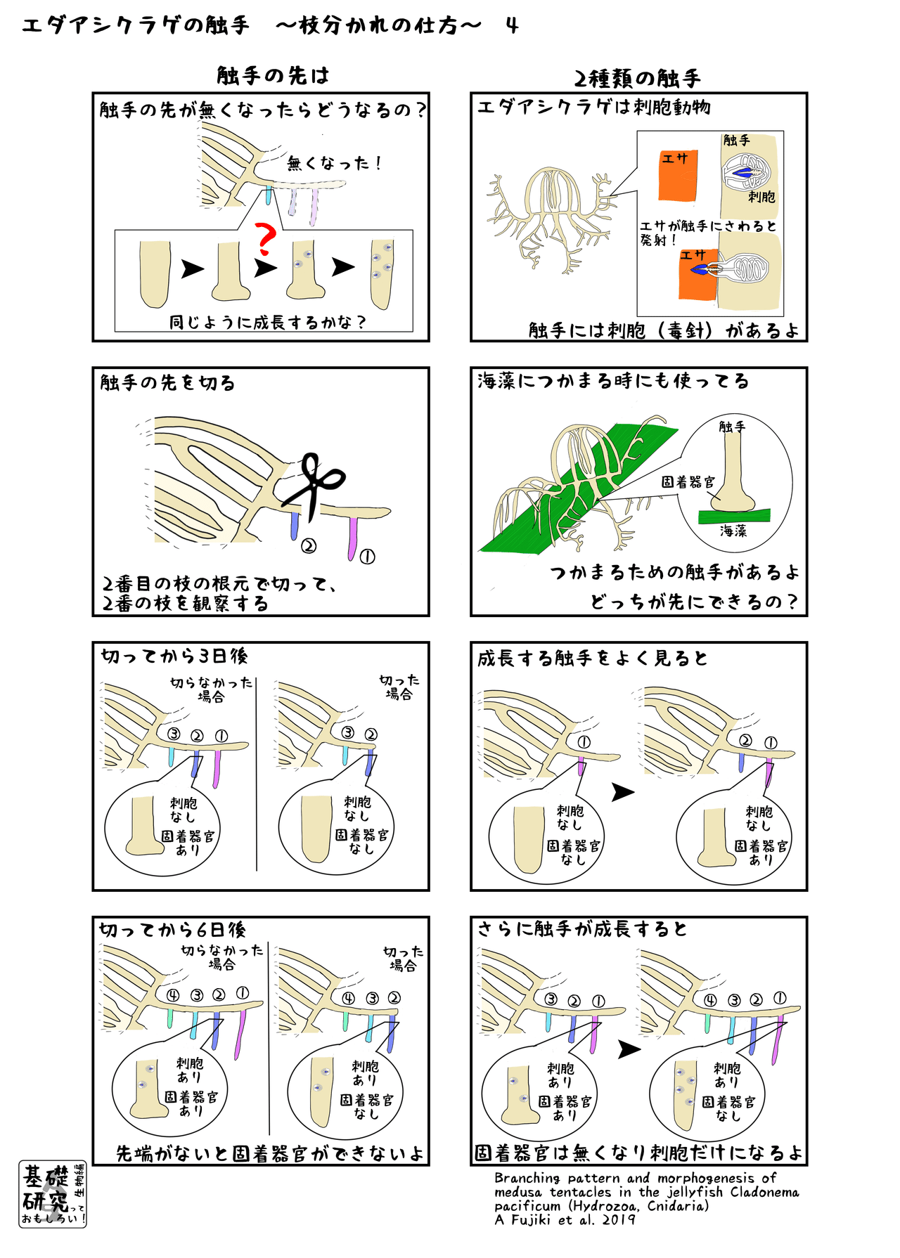 shiting エダアシクラゲの触手 ～枝分かれの仕方～ 4（終）｜かわいせーざん@基礎研究っておもしろい！ 生物編