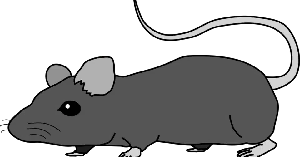 マウスの色 ふらふら リキ Note