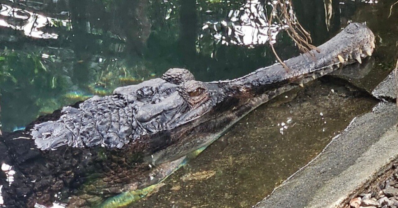 The Lost Universe 古代の巨大ワニ④巨大ガビアル｜美原さつき