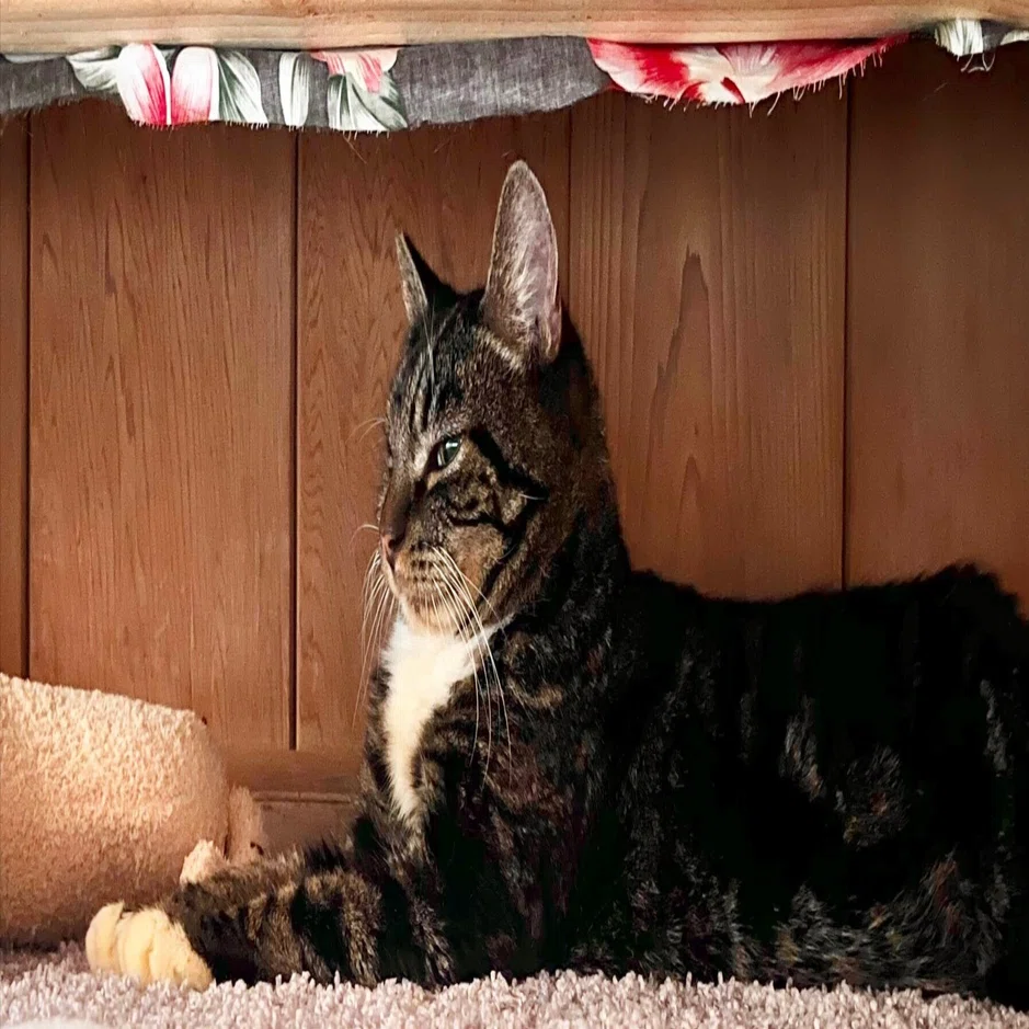 オアフ島から来た猫 ラナイ島から猫を迎えた｜Sayaka
