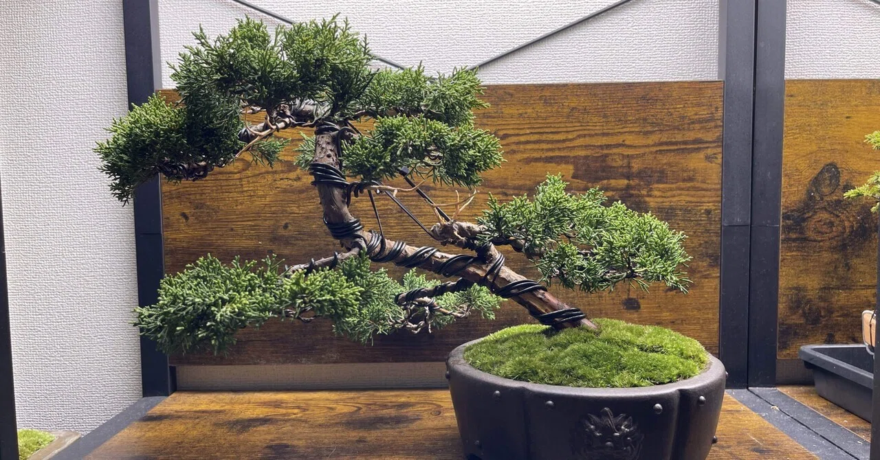 苔 貼り 方