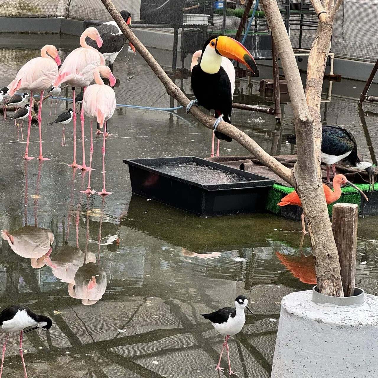 14.パラダイスやぁ！掛川花鳥園 11/25① どうする？静岡旅 2023.11