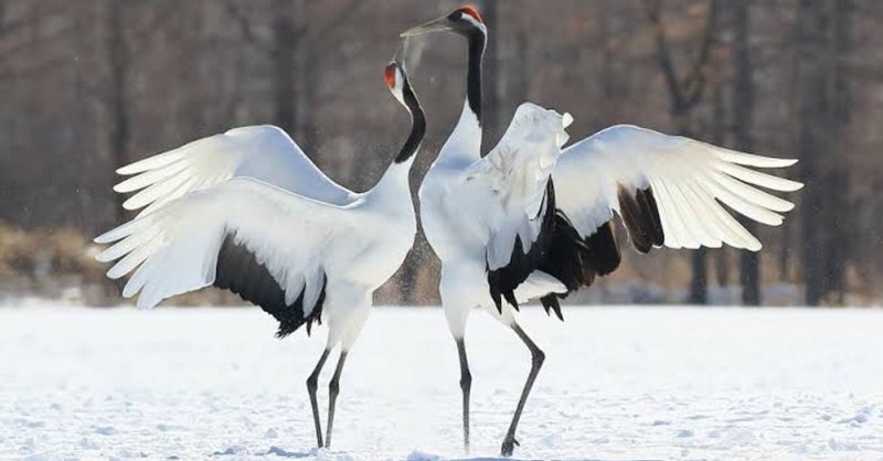 第335回 一生添い遂げる野鳥 翆野 大地 Note 第335回 一生添い遂げる野鳥 翆野 大地 Note