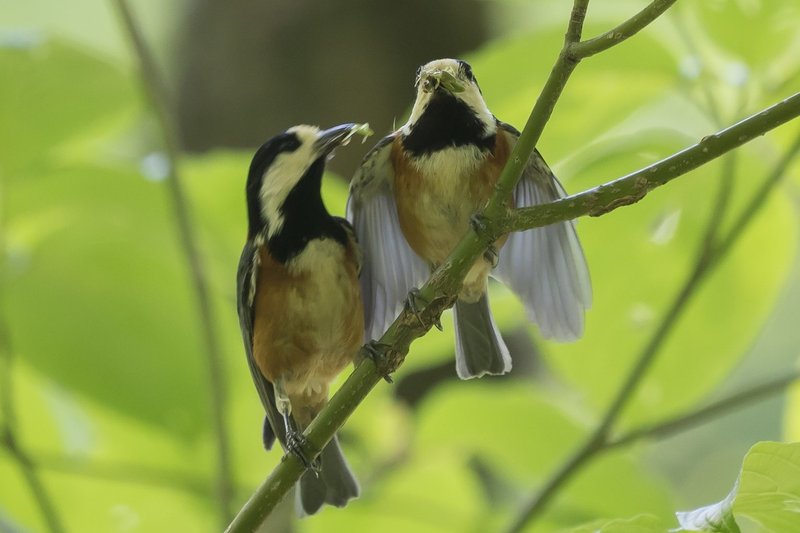 第335回 一生添い遂げる野鳥 翆野 大地 Note 第335回 一生添い遂げる野鳥 翆野 大地 Note