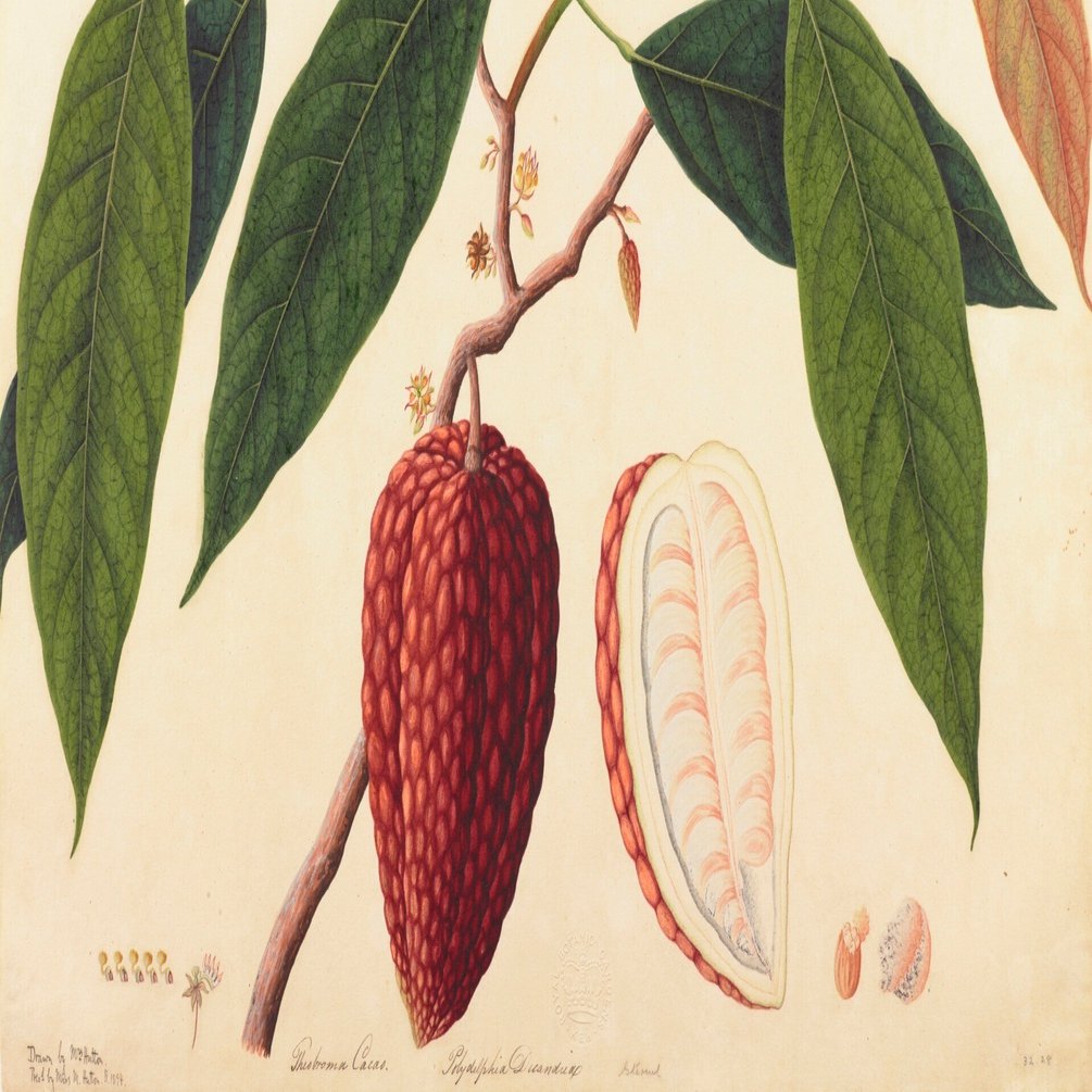 おいしいボタニカル・アート｜桑原亘之介