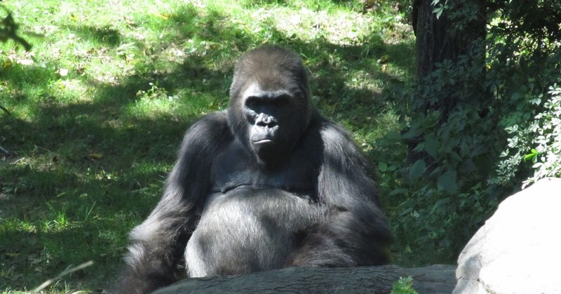 書き起こし 世界中でお手本とされるニューヨーク ブロンクス動物園から考える これからの動物園に求められるものとは へい Note 書き起こし 世界中でお手本とされるニューヨーク ブロンクス動物園から考える これからの動物園に求められるものとは へい Note