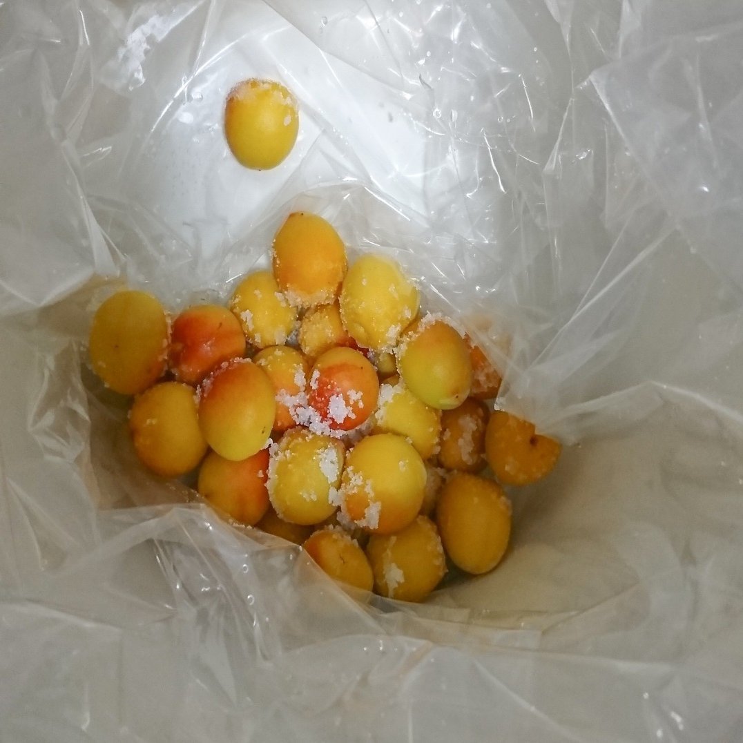 夏 6月 昔ながらの 梅干し 作り めがね Note